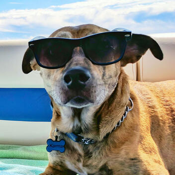 A DogTime.dog Independent Review | Updated March 2026